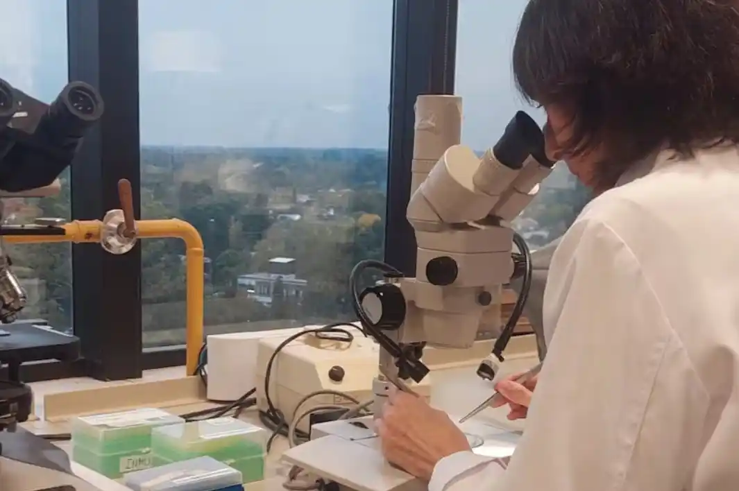 Lograron prevenir dolor generado por quimioterapia con formulaciones conteniendo derivados del cannabis