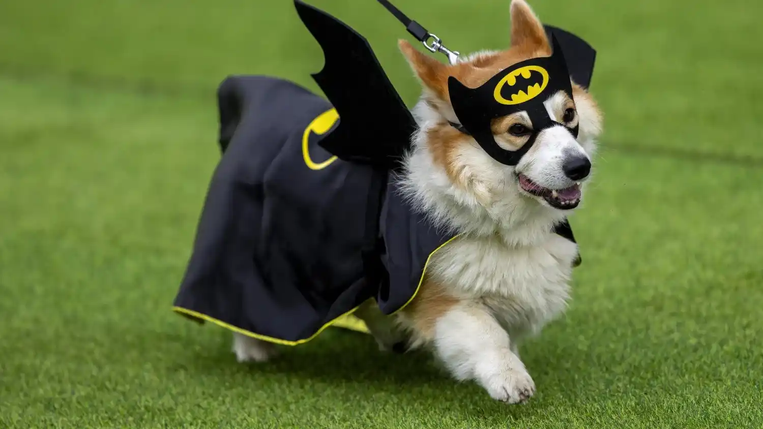 Los niños comentaron que admiraron el reto de disfraces, ya que los perros se vistieron con atuendos llamativos como Batman, una princesa o un avión.  (Foto AP/Mindaugas Kulbis)