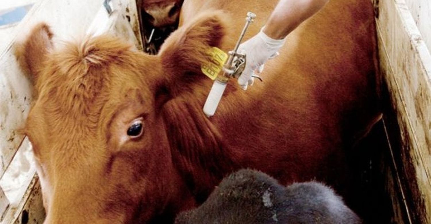 Culminó la primera campaña de vacunación contra la Aftosa y Brucellosis