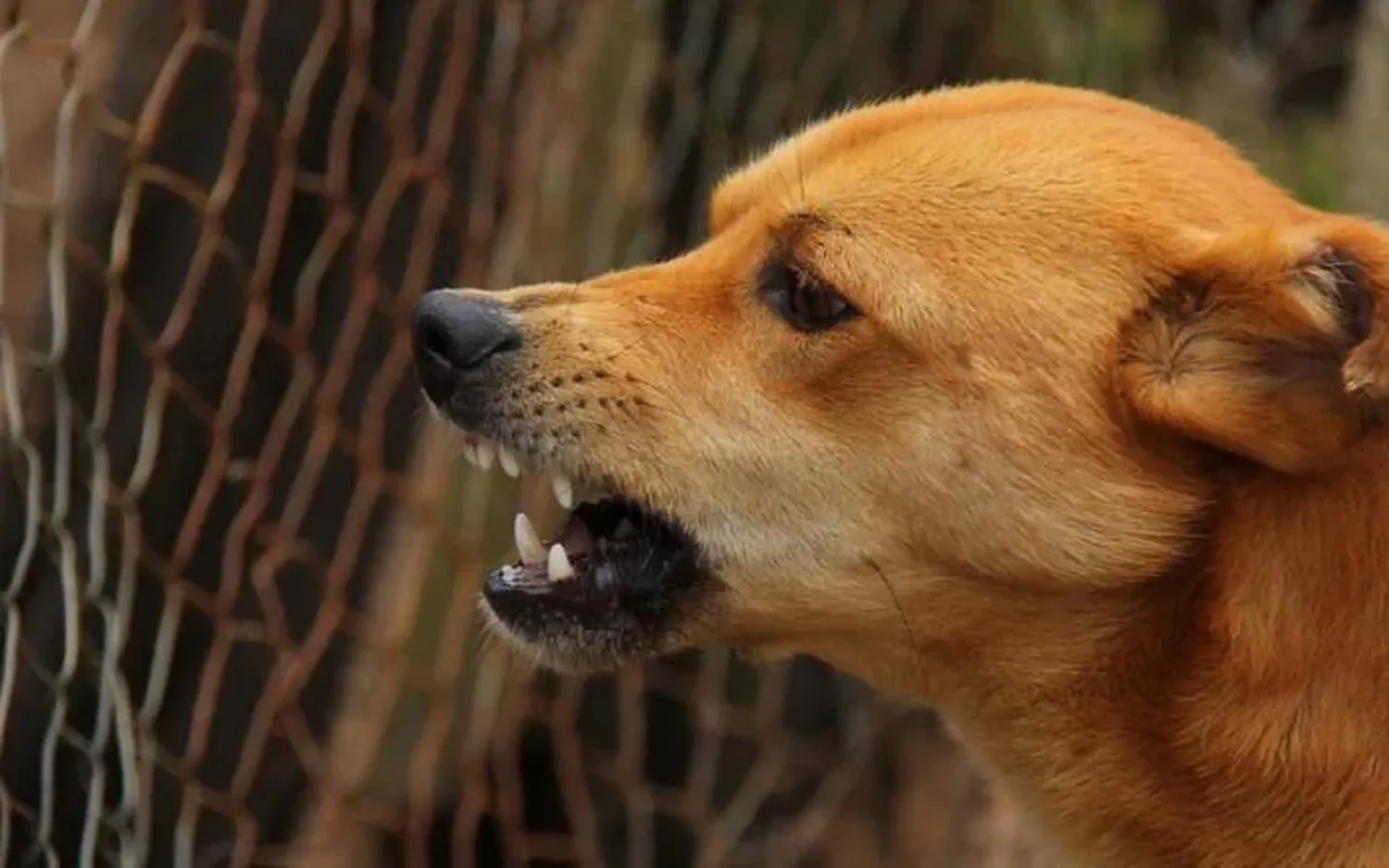 Córdoba: un nene de dos años debió ser hospitalizado tras ser mordido en el rostro por un perro callejero