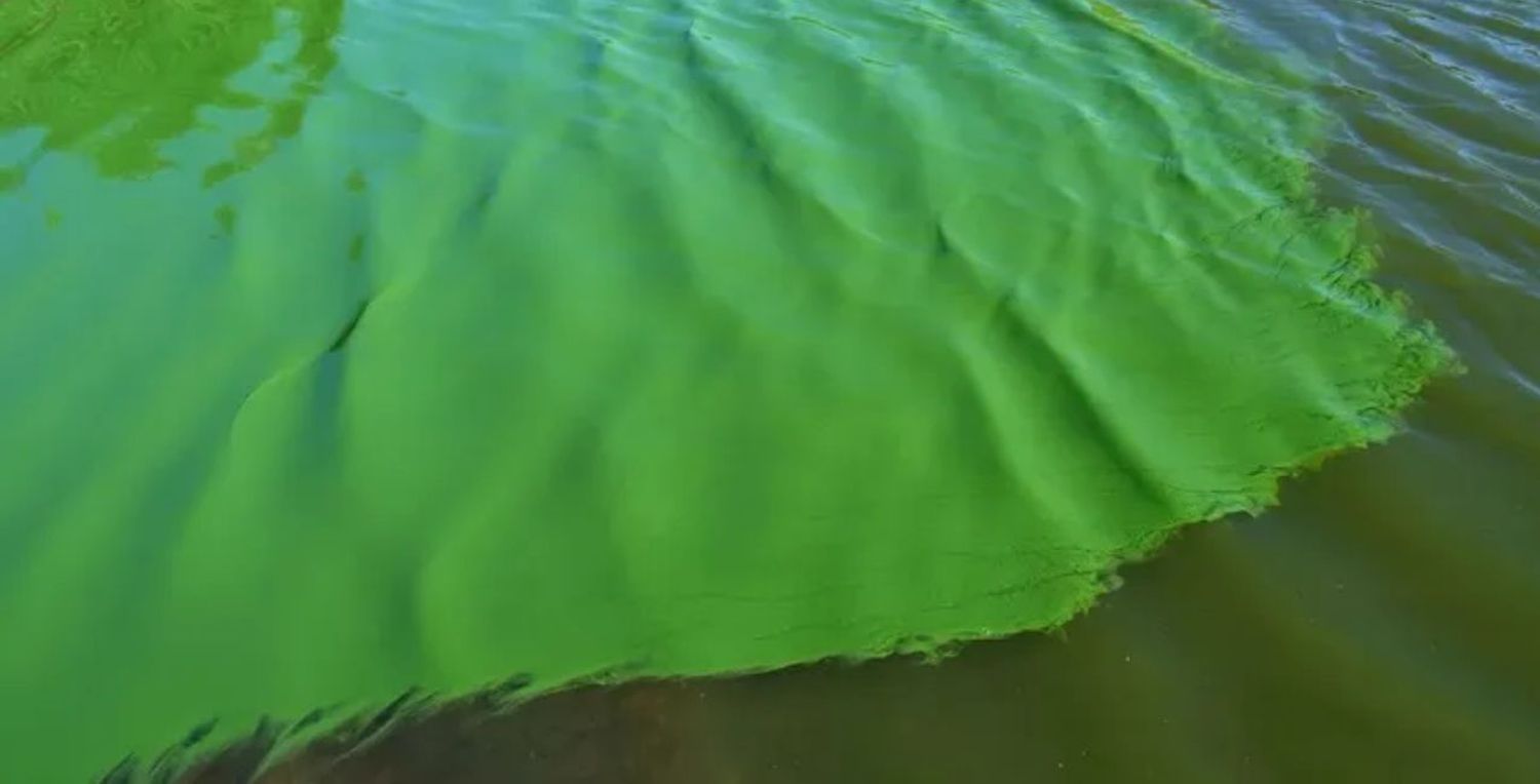 Río de la Plata: rige la alerta por la presencia de cianobacterias