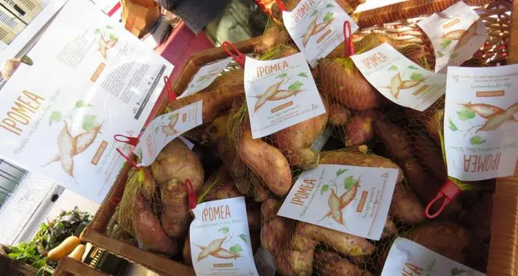 Batata Ipomea: Un iniciativa de Inta con productores para revalorizar las variedades locales