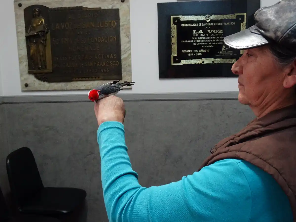 Rescatan hasta cuatro animales silvestres por mes capturados ilegalmente 