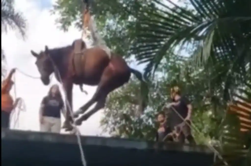 Rescatan a un caballo