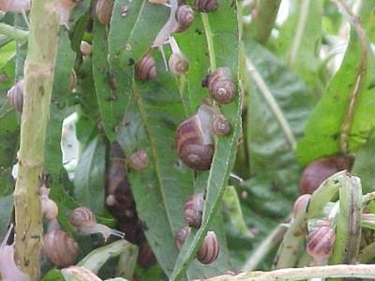 Plagas: Babosas y caracoles