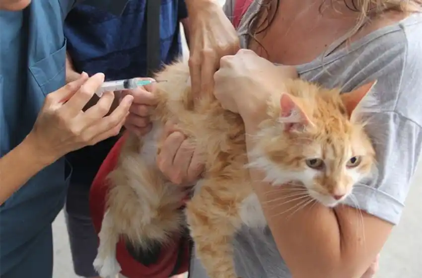 Detectaron un caso de rabia en Balcarce