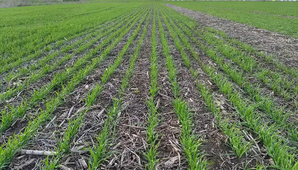 Sin mayores contratiempos, los cultivos de invierno comenzaron a desarrollarse