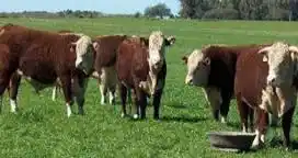Durante 2017, el stock bovino seguirá sumando cabezas