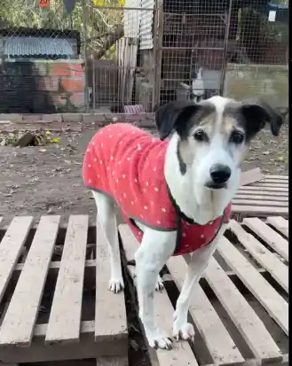 Presos de Campana confeccionan abrigos para perros rescatados por una protectora