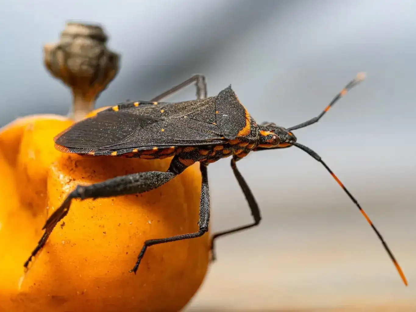 Entre Ríos registra una fuerte baja en la transmisión materno-infantil del Mal de Chagas