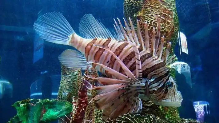 ¡MUY BELLO PERO LETAL! El pez león es la plaga que azota los mares de Venezuela