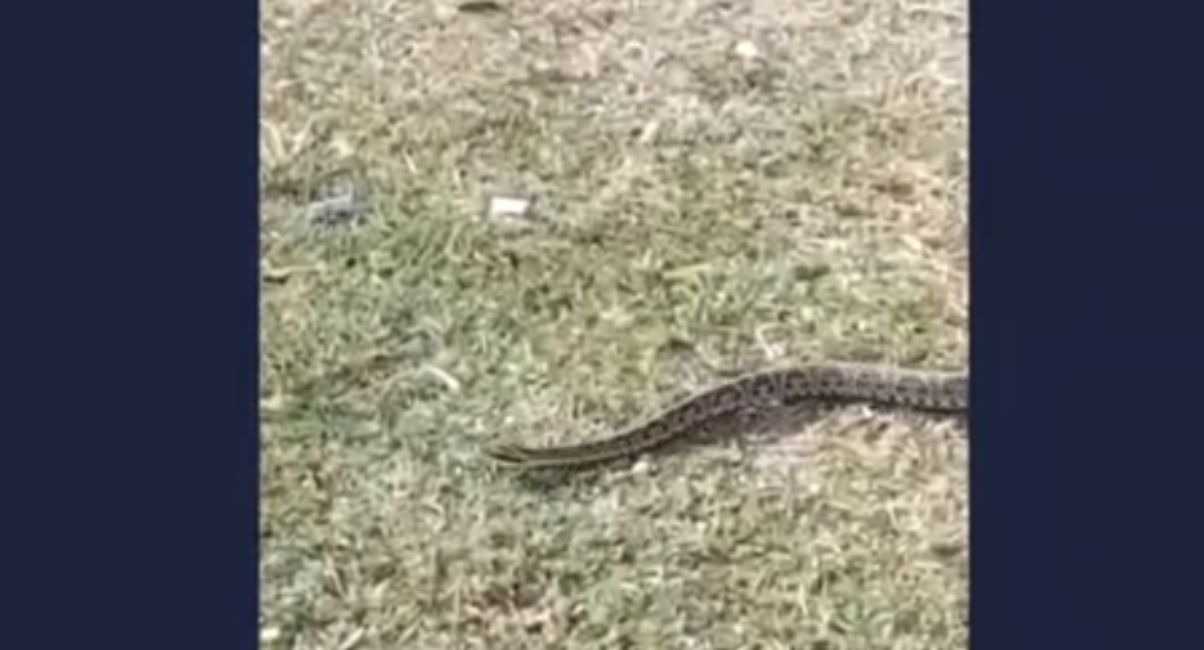 Encontraron una yarará en la costa central y un yacaré en El Mangrullo
