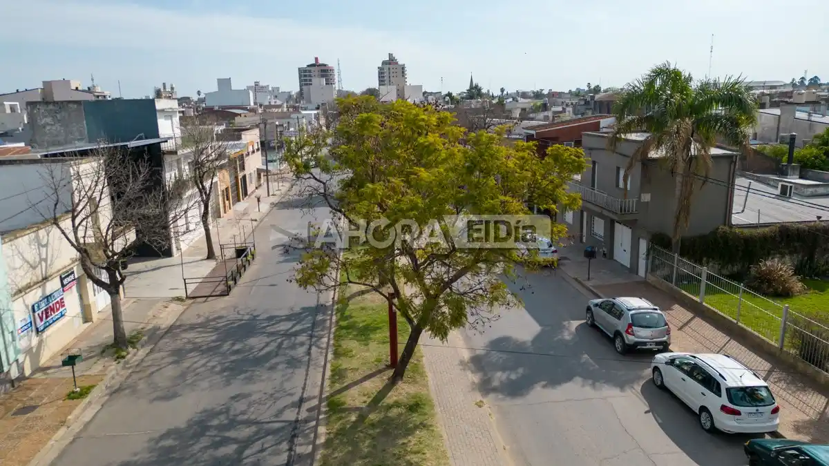 árboles luis n palma - 7