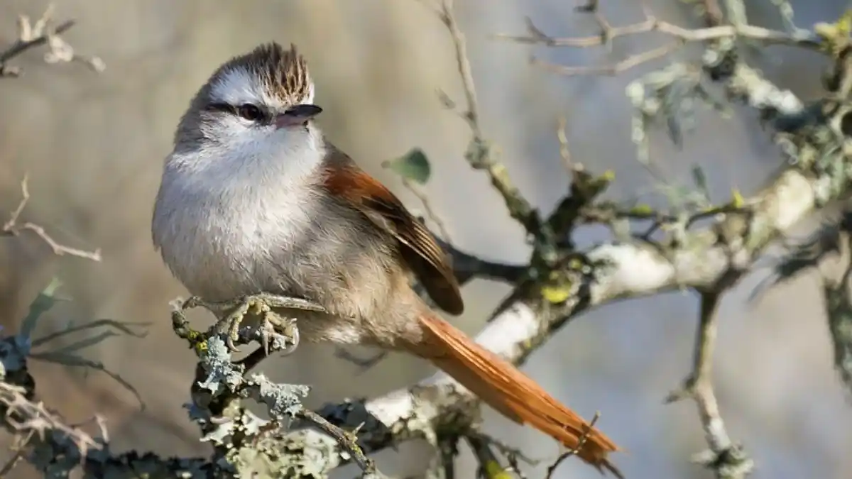 Advierten sobre la pérdida de aves en las sierras de Córdoba