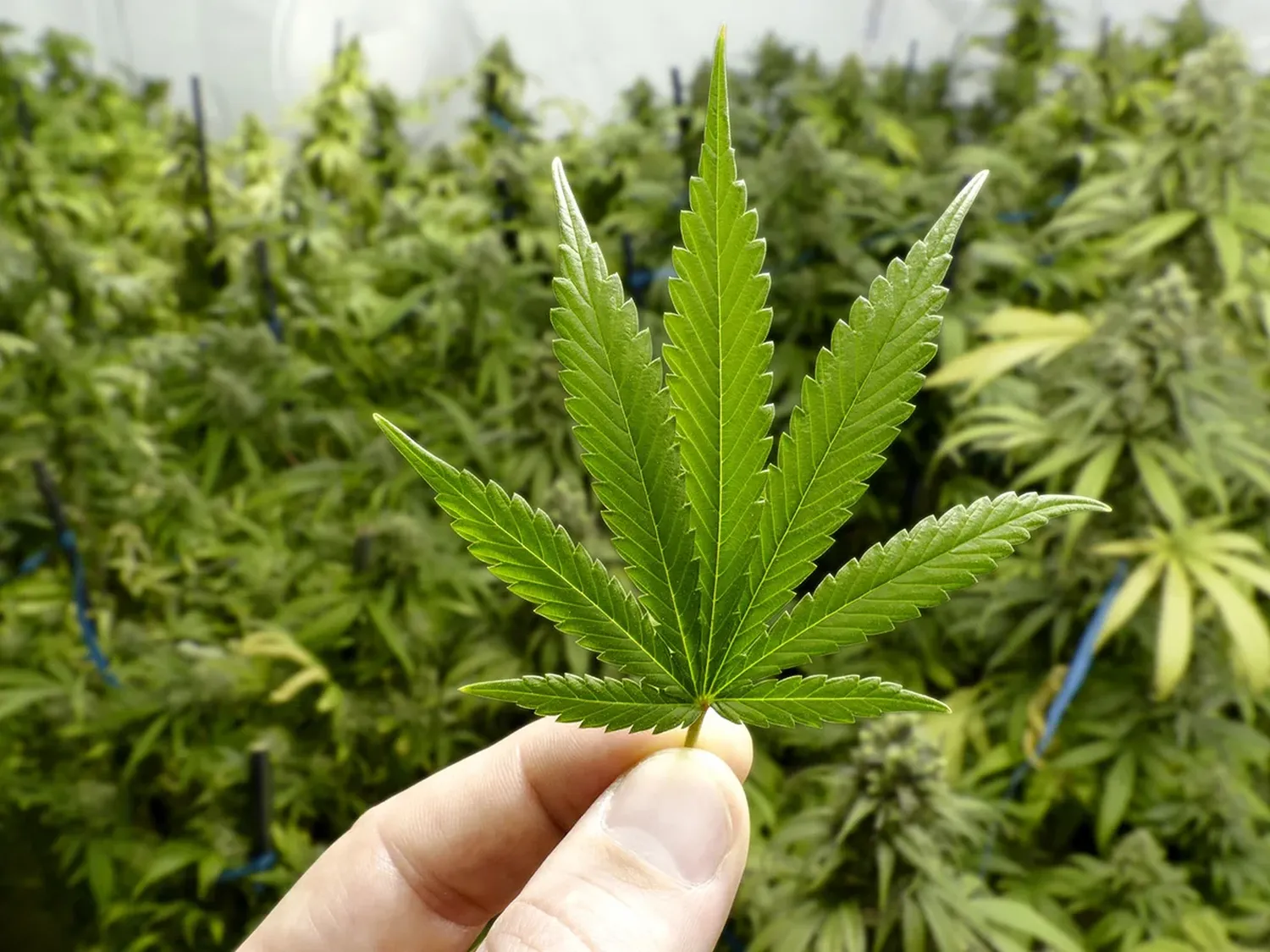 Cannabis medicinal: la provincia de Santa Fe comienza el cultivo experimental