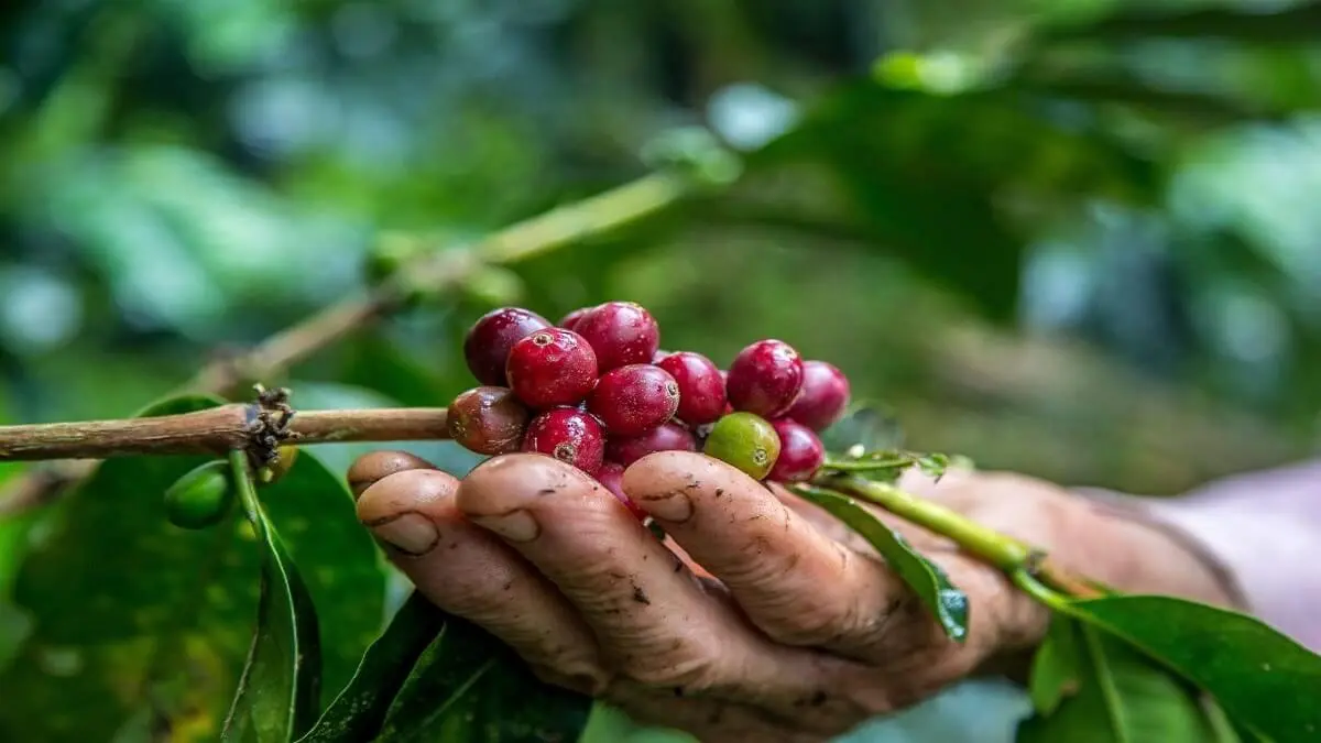 ESTÁN CANSADOS DE LAS BURLAS: caficultores no quieren a Castro Soteldo