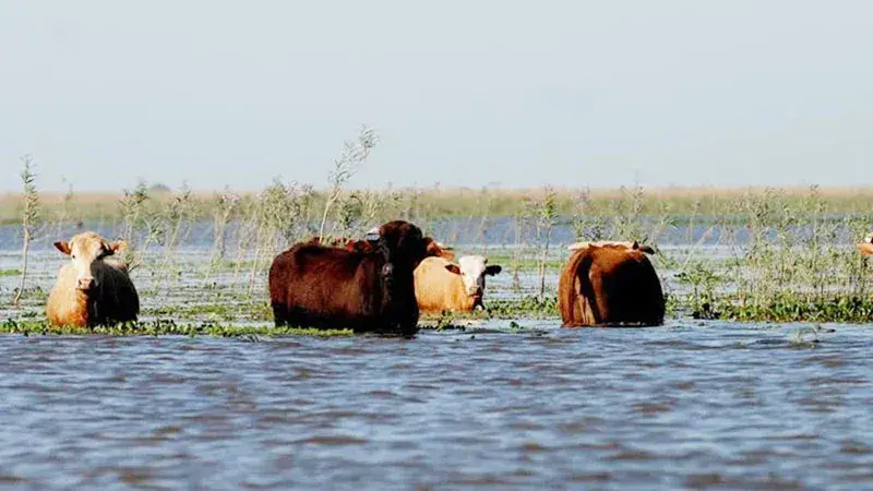 Los productores de islas y campos inundables buscan dónde ubicar su hacienda