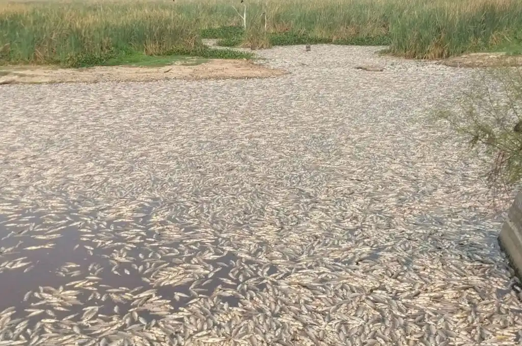 Desastre natural en Formosa: murieron millones de peces en el Bañado La Estrella