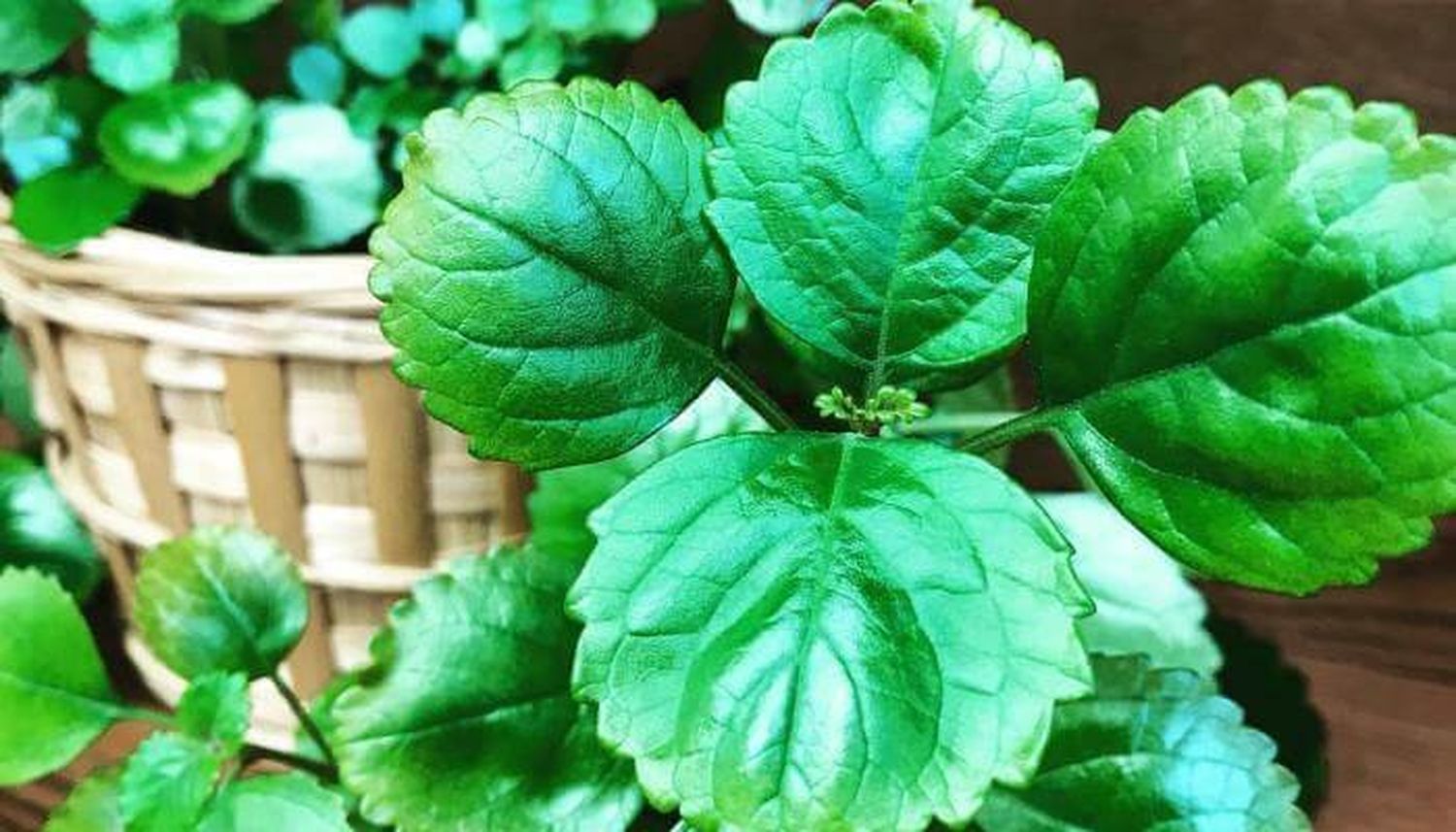 Como su nombre lo indica, esta planta tiene propiedades de atraer el dinero.