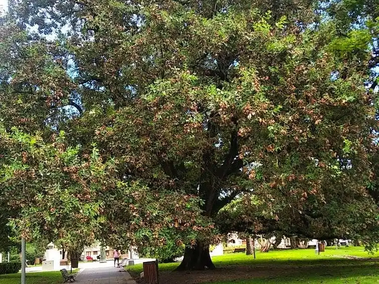 El roble de la plaza renacerá en esculturas