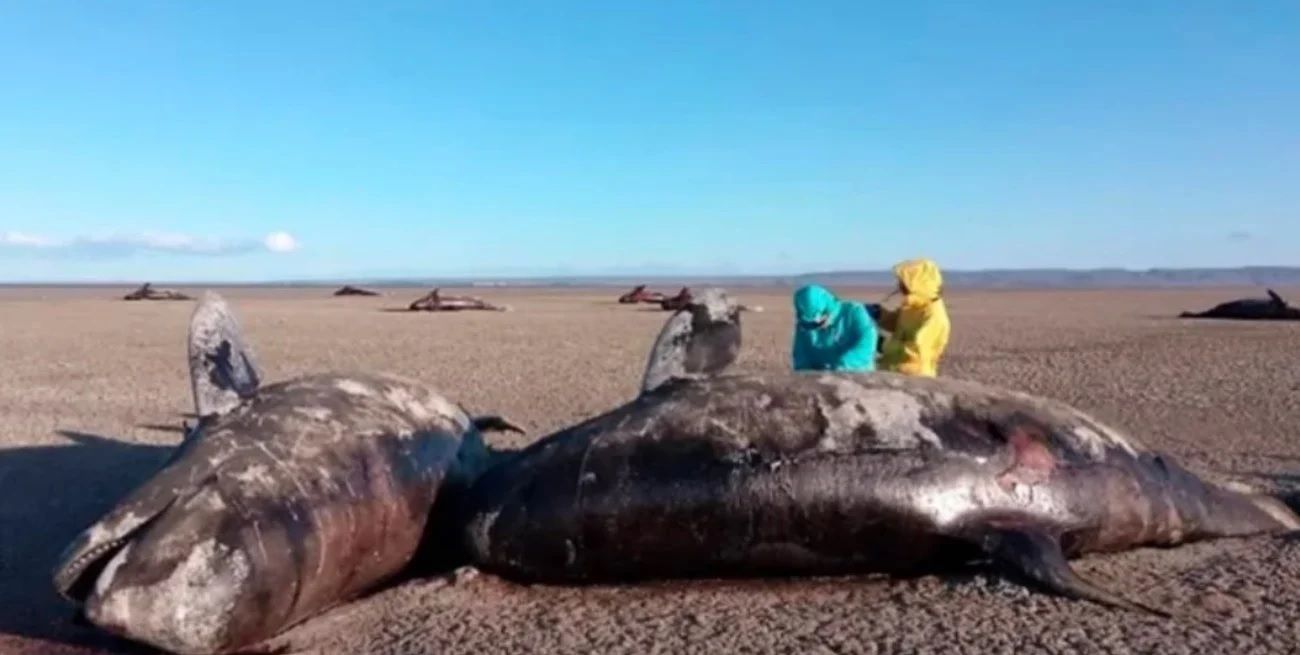 Los ejemplares, de una especie poco común, aparecieron en Bahía Bustamante.