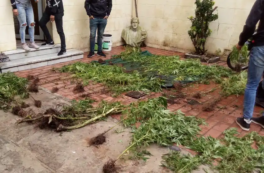 La policía halló una enorme plantación de marihuana en el patio de una casa