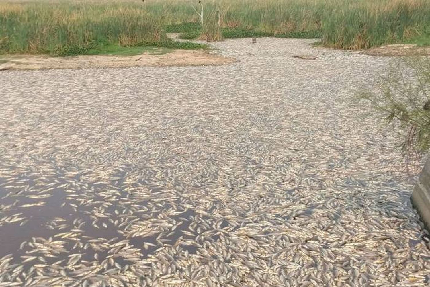 Desastre natural en Formosa: murieron millones de peces en el Bañado La Estrella