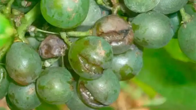 Control del segundo vuelo de la plaga Lobesia botrana en la provincia de Mendoza