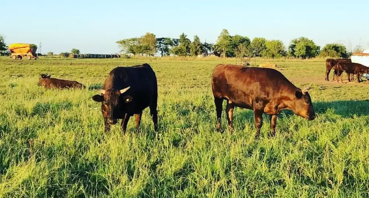 25 años de excelencia: la historia detrás de la producción de carne Wagyu en Argentina