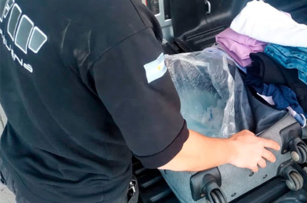 Insólito: intentó salir del país con 6 litros de semen porcino ocultos en una valija