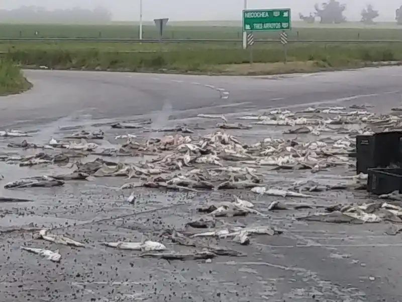 Tres Arroyos: Camión perdió parte de su carga de pescado sobre la ruta