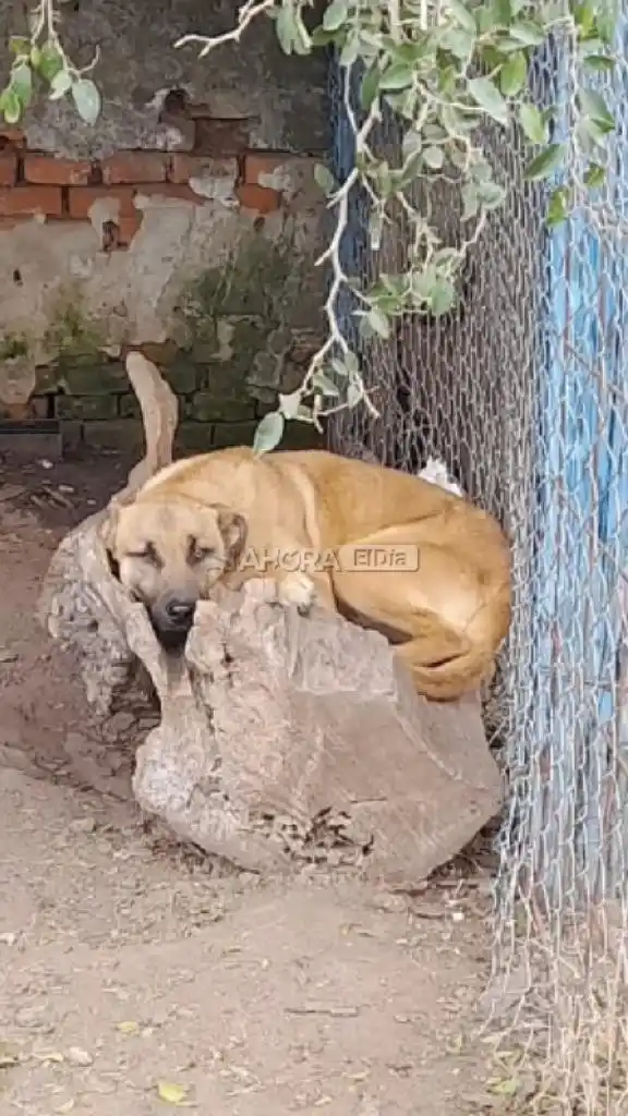 perrera pueblo belgrano - 4