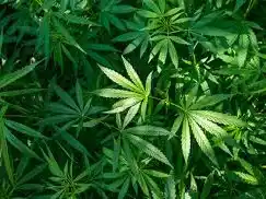 Múltiples allanamientos en el centro por sospechas de que un cultivador de marihuana vendía su producción.