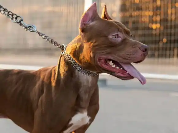 Drama en Santa Fe: una nena de 4 años lucha por su vida tras ser atacada por el pitbull de su familia