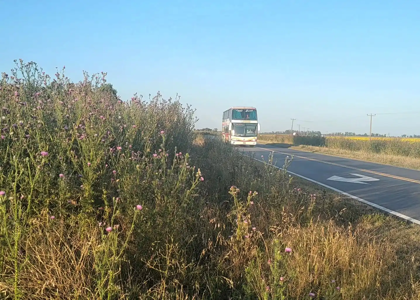 Malezas en las banquinas de ruta 5. Foto: Facebook