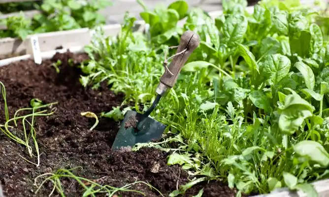 Lanzan programa "Hortalizas 2020" para fomentar el consumo y la producción hortícola