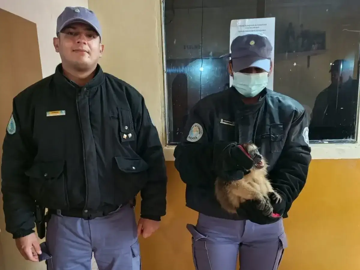 Vecinos y policías salvan a un mono carayá en el barrio Antenor Gauna