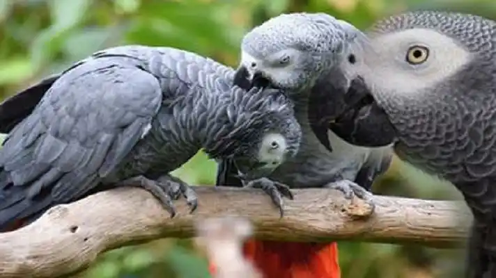 POR GROSEROS: la historia de los loritos que aislaron en un zoológico inglés