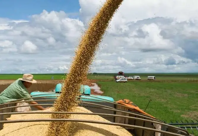 La soja como “moneda” del campo: por qué el productor guarda granos y vende según sus necesidades