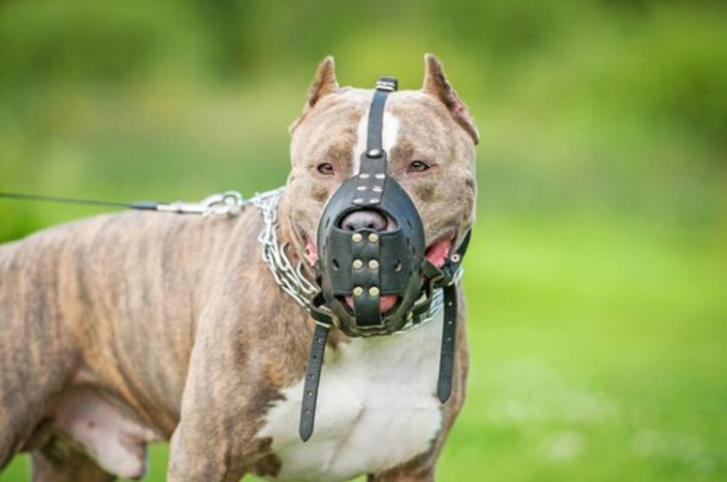 Pitbull