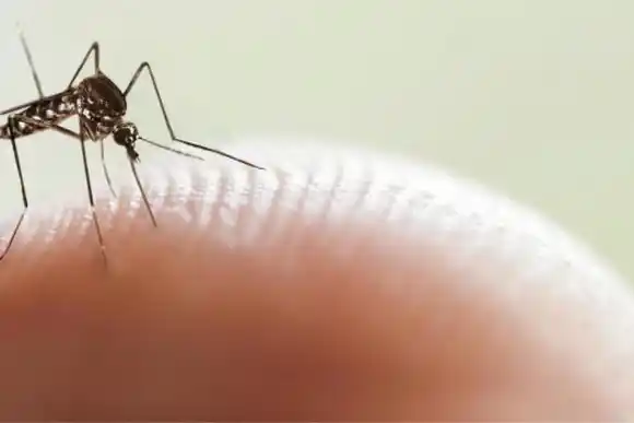Dengue: identifican mosquitos resistentes a insecticidas