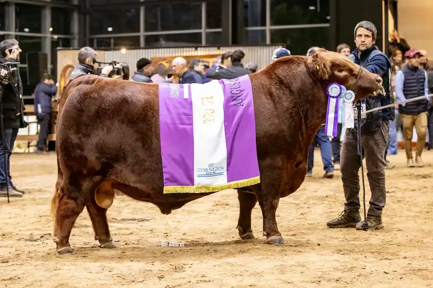 Torniquete en la Exposición de Otoño de Angus en mayo pasado, donde se consagró como Reservado de Gran Campeón Macho de Otoño / crédito Ale Álvarez