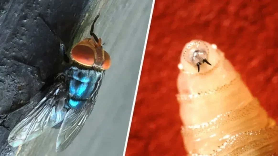 Una mosca adulta del gusano barrenador y una larva del gusano barrenador del Nuevo Mundo.