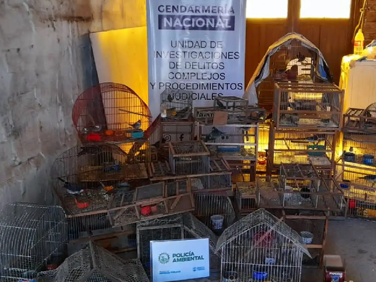 Policía Ambiental rescató 60 aves silvestres en Hernando