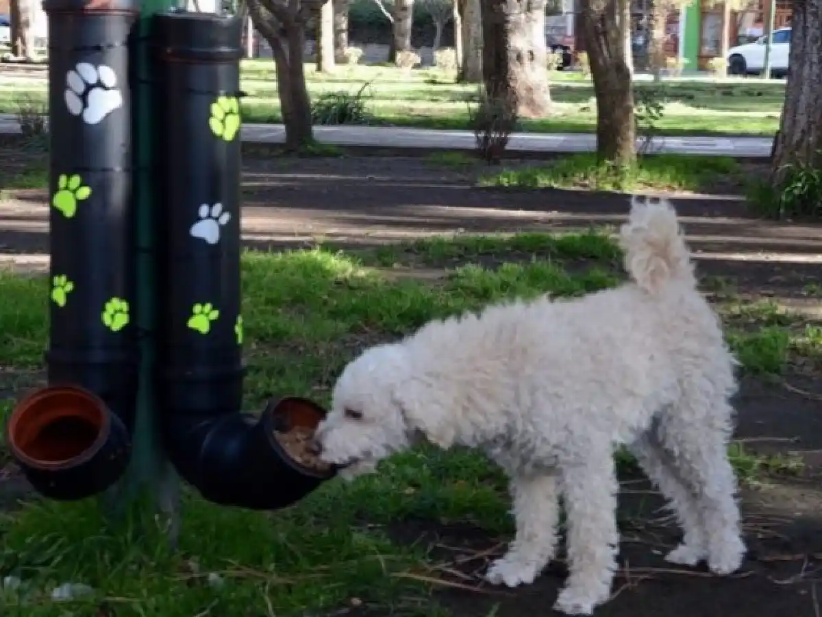 NEUQUÉN: CONSTRUYÓ COMEDEROS PARA QUE LOS PERROS DE LA CALLE NO PASEN HAMBRE
