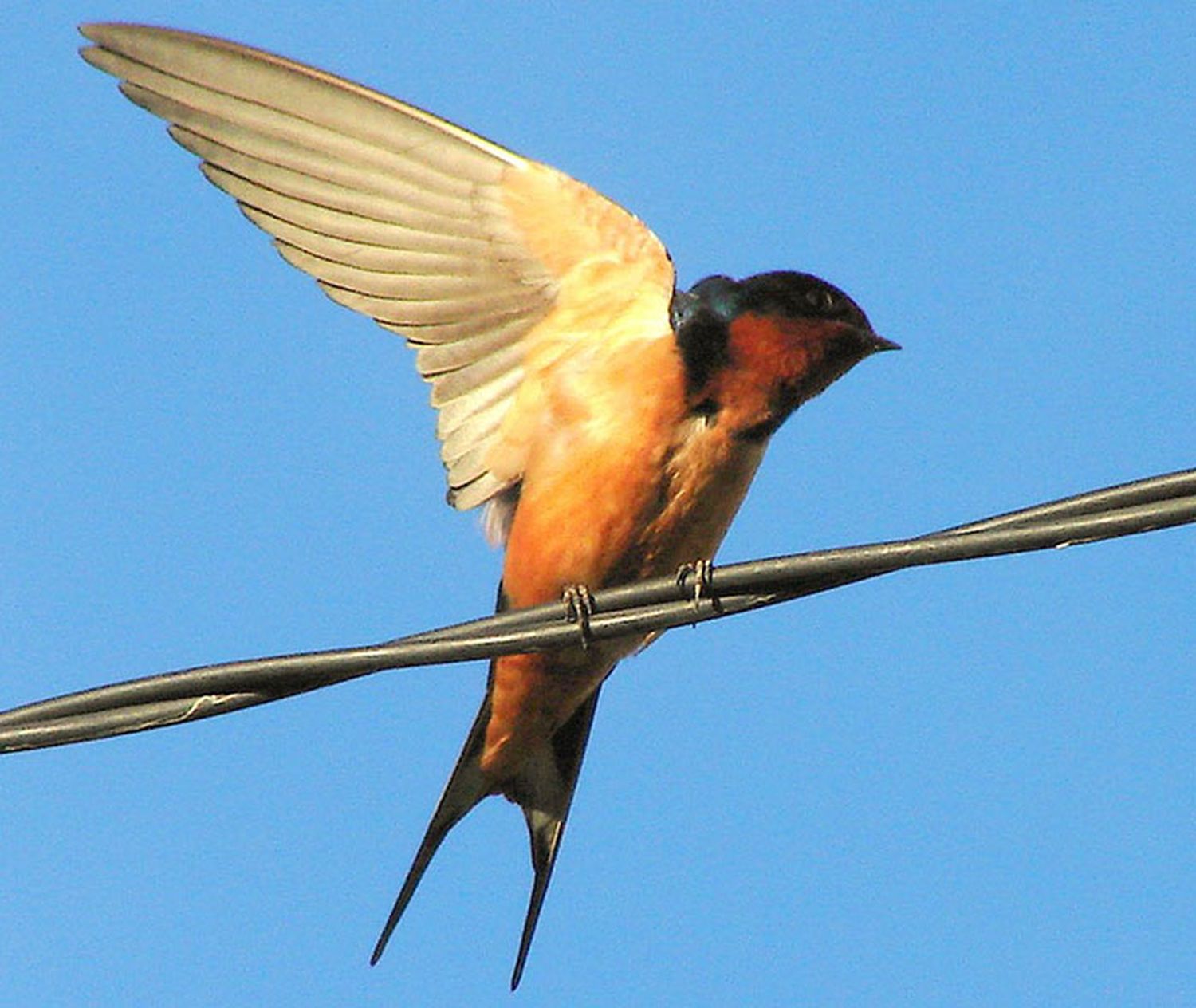 La golondrina “tijerita”, una visita que empieza a incomodar