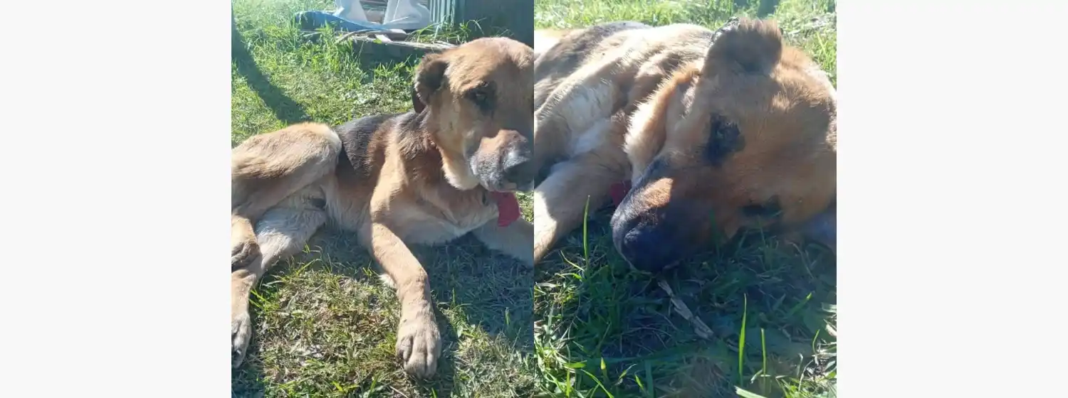 Renuevan el pedido de ayuda para un perro que fue atropellado y abandonado