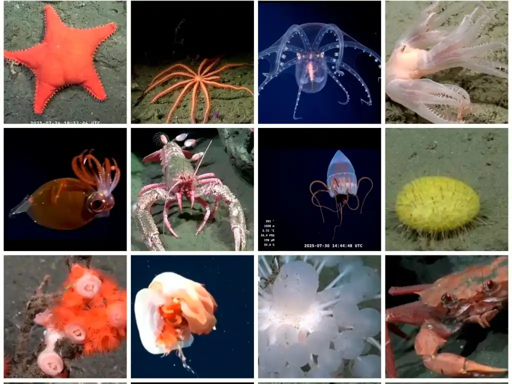 Hasta cuándo se puede ver el streaming del Conicet en el fondo del mar