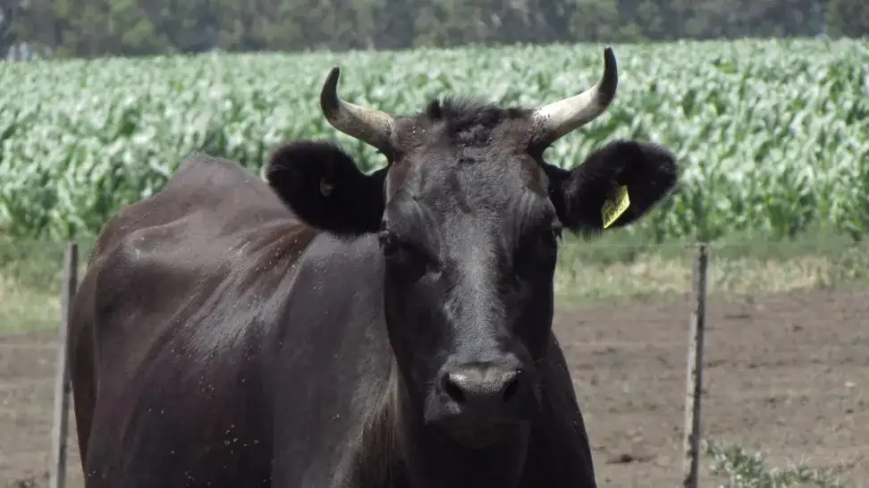 Criaron wagyu en Tandil y ahora exportan su carne premium a Europa