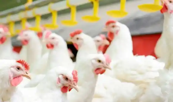 Aportaron 40 por ciento más de huevos, pero el rédito se  lo llevan otros